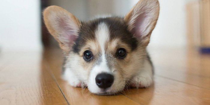 1920x1080 Pictures Of Puppies Wallpaper HD | 2021 Live Wallpaper HD