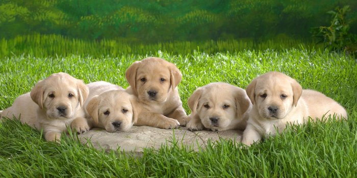 2560x1440 Cute Labrador Puppies Wallpapers Hd Free - Puppies Wallpaper For Desktop -  1920x1200 Wallpaper - teahub.io