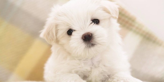 1920x1200 Teacup Puppies Wallpapers