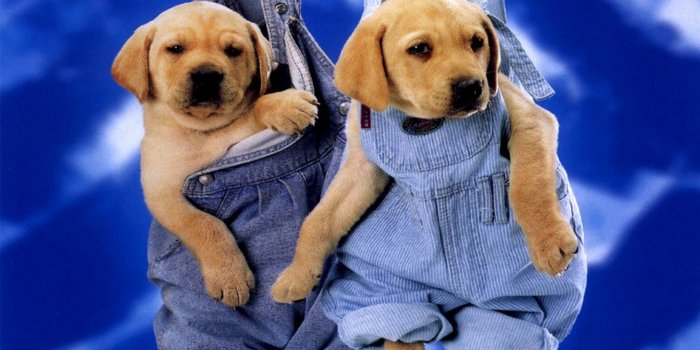 1920x1080 Cute Puppies Wallpaper For Desktop | 2021 Cute Wallpapers