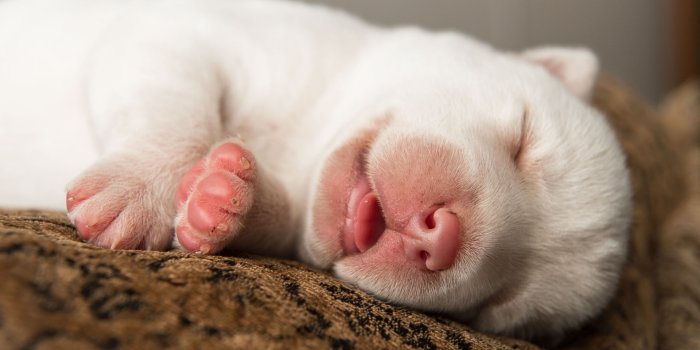 1920x1200 Sleeping Puppies Wallpapers Hd - Sleeping Puppy Wallpaper Laptop -  1920x1200 - Download HD Wallpaper - WallpaperTip