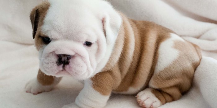 2560x1685 New Born Bulldog Puppy Wallpaper | | wallpaperspick.com