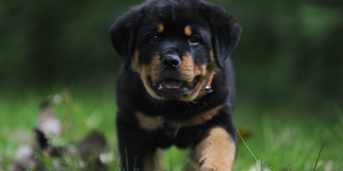 3524x2212 Rottweiler Puppies Wallpapers - 4k, HD Rottweiler Puppies Backgrounds on  WallpaperBat