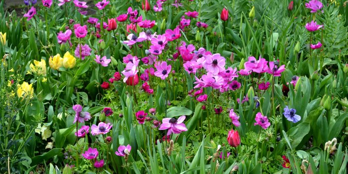 2560x1440 Garden backgrounds - Barbara's HD Wallpapers