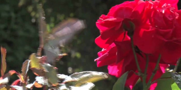 1280x720 Garden Wallpaper