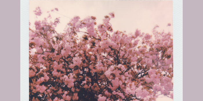 1080x1920 Free Aesthetic Phone Wallpapers for Spring - The Violet Journal