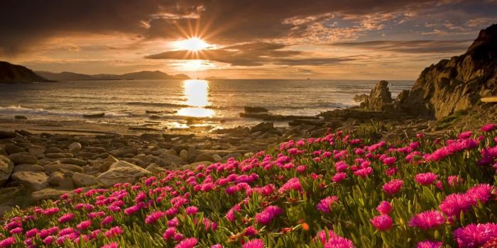 1280x804 Flowers & Sunrise wallpapers | Flowers & Sunrise stock photos