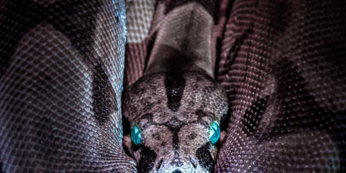 1000x1503 Snake Pictures | Download Free Images on Unsplash