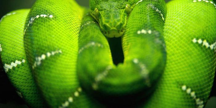 1600x1200 Cool Snake Wallpapers - Top Free Cool Snake Backgrounds - WallpaperAccess