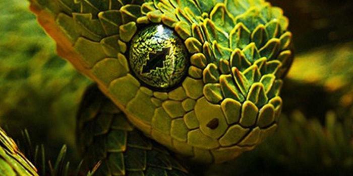 1440x2560 Snake Wallpaper - iXpap