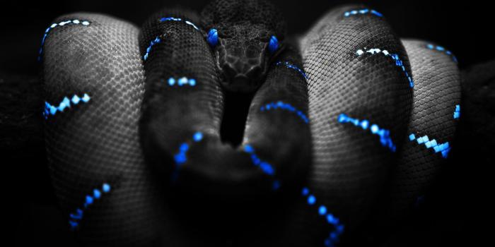 1920x1080 43+] Snake Wallpapers for Desktop on WallpaperSafari