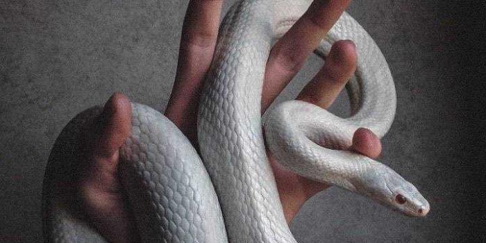 720x1280 Snake Wallpaper - iXpap