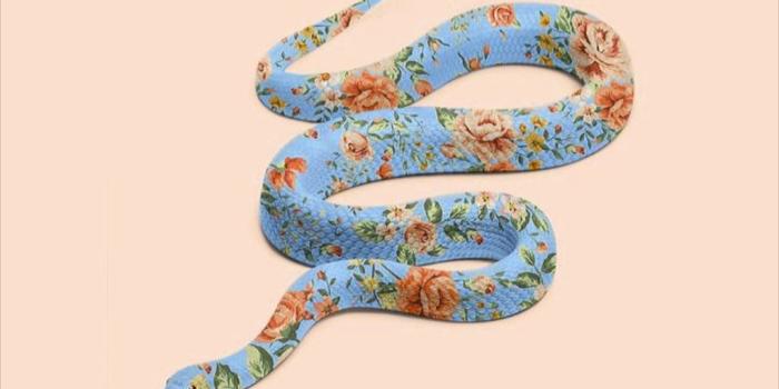 1080x1920 Snake Wallpapers - Top 35 Best Snake Backgrounds Download