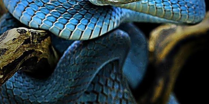 720x1280 Blue Snake Wallpapers