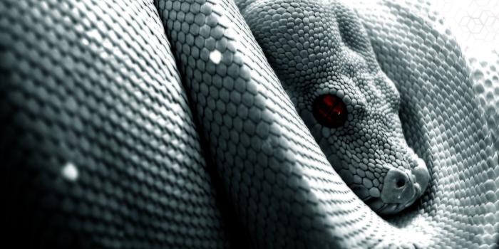 1600x1200 270+ Snake HD Wallpapers | Background Images