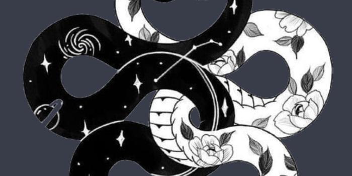 1284x2778 snake iPhone Wallpapers Free Download