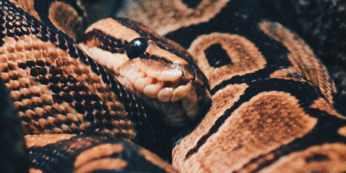 1242x2688 Snakes Wallpaper For Iphone X, 8, 7, 6 Free Download - Snake Wallpaper  Iphone - 1242x2688 - Download HD Wallpaper - WallpaperTip