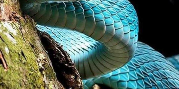 720x1280 Snake Wallpaper - KoLPaPer - Awesome Free HD Wallpapers