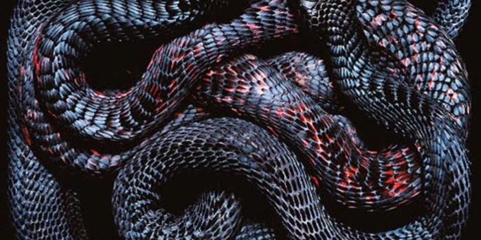 1920x1200 1920x1200, Undefined Black Snake Wallpapers - Snake Wallpaper 4k -  1920x1200 Wallpaper - teahub.io