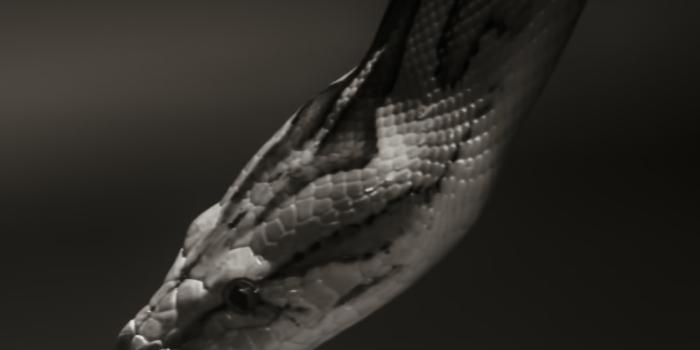 1000x1162 Snake Pictures | Download Free Images on Unsplash