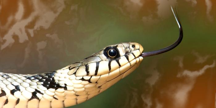 1920x1200 Snake Wallpapers - Animal Spot