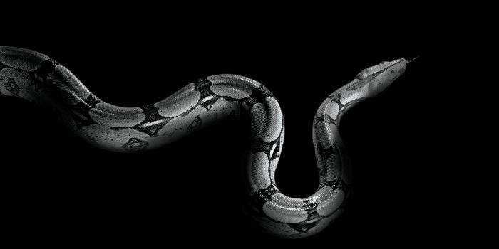 4000x2634 20 Excellent HD Snake Wallpapers