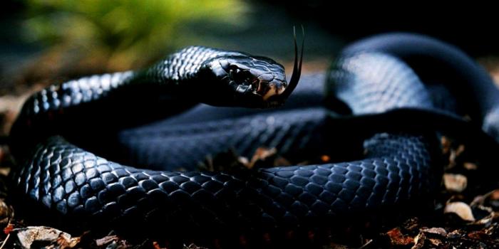 1440x846 Black Snake Wallpapers Mobile Pics × Black Snake Snakes - Snake 4k -  1440x846 Wallpaper - teahub.io