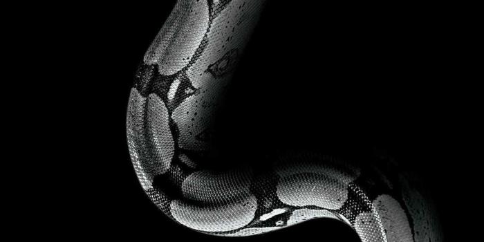 1080x1920 HD Snake Wallpaper - KoLPaPer - Awesome Free HD Wallpapers
