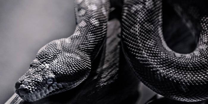 1920x1080 36 Snake Wallpapers - Wallpaperboat