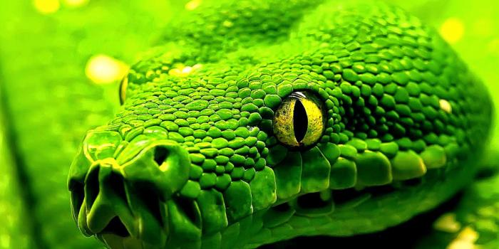 1600x979 Cool HD Wallpapers: Snake Wallpaper