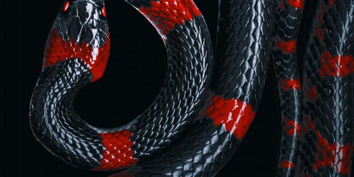 900x1600 iPhone Wallpapers - Wallpapers for iPhone 12, iPhone 11 and iPhone X :  iPhone Wallpapers in 2021 | Snake wallpaper, Iphone wallpaper, Wild animal  wallpaper