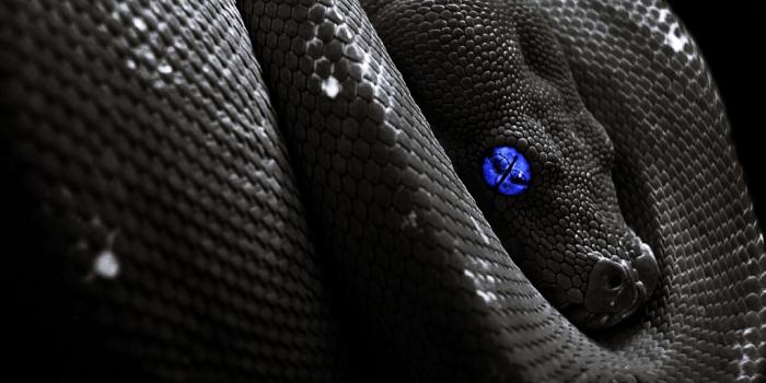 1024x768 Snake wallpaper | 1024x768 | #59065