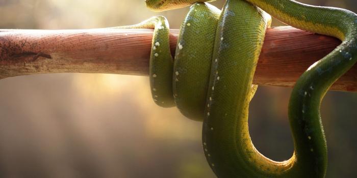 1280x1024 1280x1024 Boa Green Snake 1280x1024 Resolution HD 4k Wallpapers, Images,  Backgrounds, Photos and Pictures