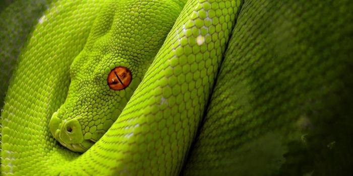 1200x750 Astonishing Snake Desktop Wallpapers 1600x1200PX ~ Snake Wallpaper #