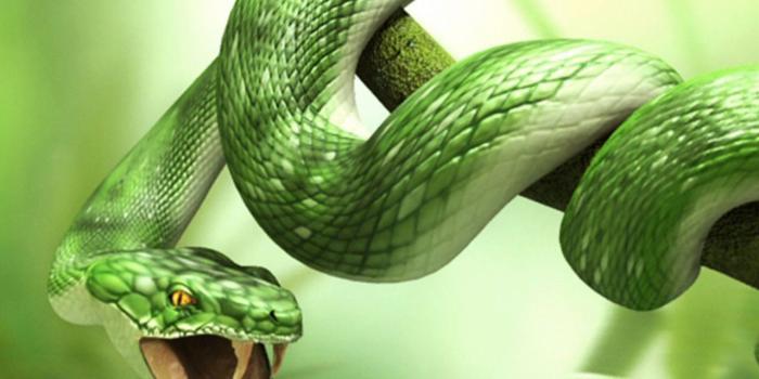 1280x1024 280+ Snake HD Wallpapers | Background Images