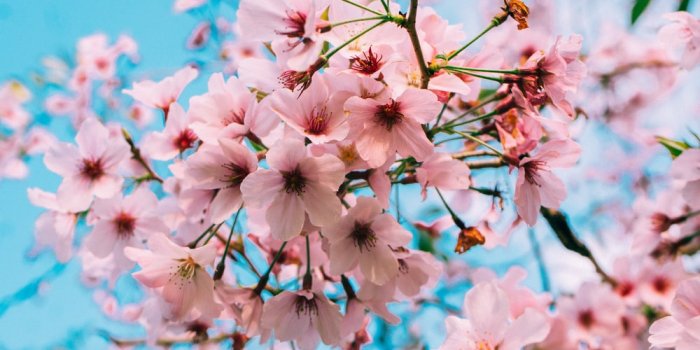 1000x1500 Cherry Blossom Wallpapers: Free HD Download [500+ HQ] | Unsplash