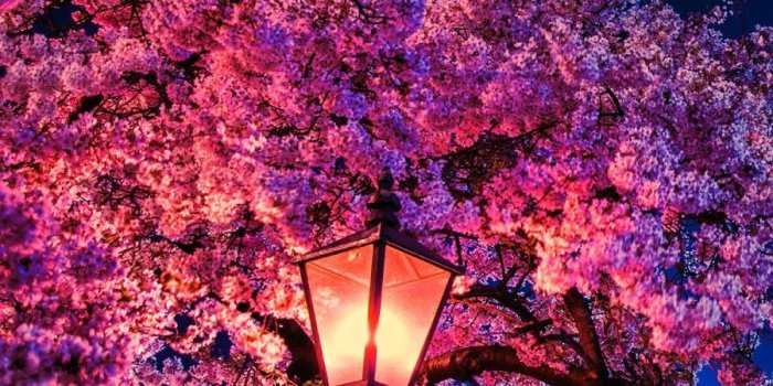 900x1600 Cherry blossom in the night #wallpaper #iphone #android #background  #follow… | Cherry blossom wallpaper, Cherry blossom wallpaper iphone,  Beautiful nature wallpaper