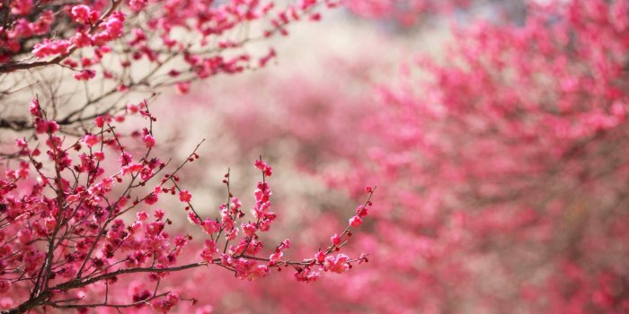 1600x1000 Inspiration Cherry Blossom Wallpaper That Will Brighten Your Home  (Pictures) - Decoratorist