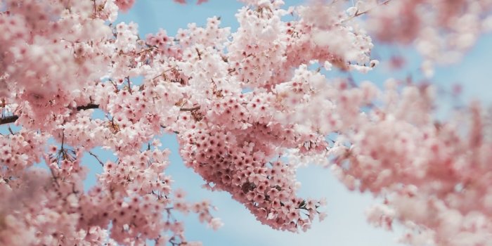 1000x1779 Cherry Blossom Wallpapers: Free HD Download [500+ HQ] | Unsplash