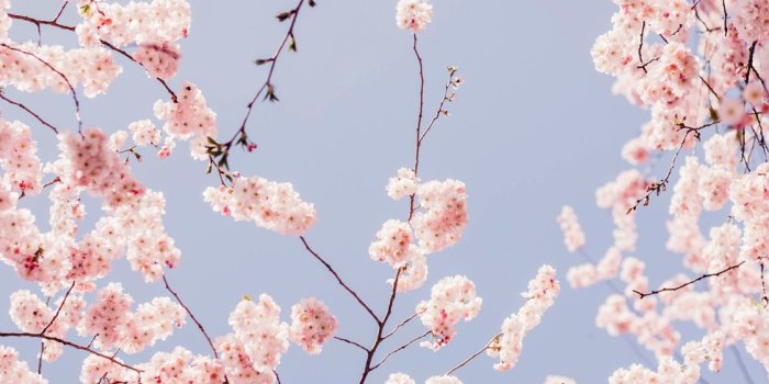 1122x1996 cherry blossom wallpaper free | Cherry blossom wallpaper, Blossom wallpaper,  Backgrounds phone wallpapers