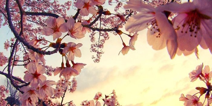1080x1350 Sunset Cherry Blossom Wallpapers - Top Free Sunset Cherry Blossom  Backgrounds - WallpaperAccess