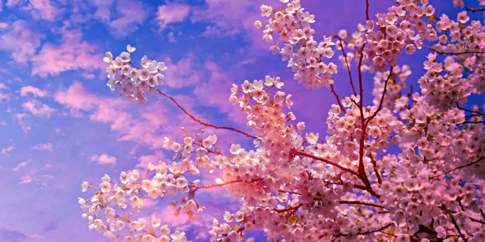 1336x768 1336x768 Cherry Blossom Tree 4k 5k Laptop HD HD 4k Wallpapers, Images,  Backgrounds, Photos and Pictures