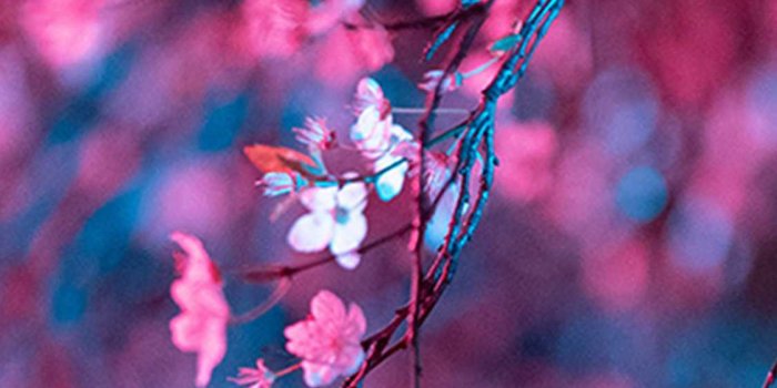 1125x2436 Cherry Blossom Wallpaper - EnJpg