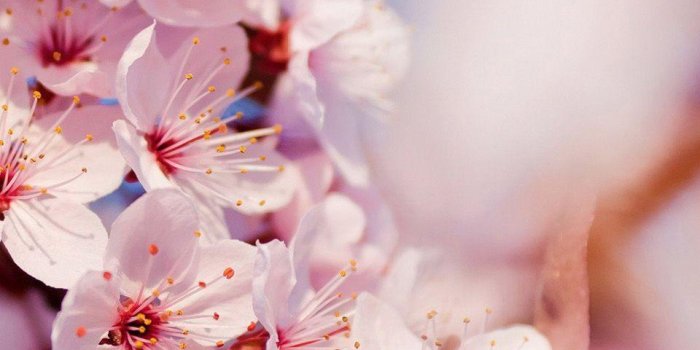960x1704 Cherry Blossom Phone Wallpapers