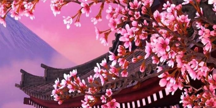 715x1271 Cherry Blossom Wallpaper - Wallpaper Sun