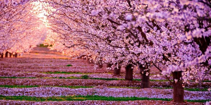 1920x1080 Desktop Cherry Blossom Wallpaper - EnWallpaper