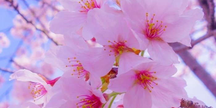 736x1177 Nature Photography Flowers | Cherry blossom wallpaper, Nature photography  flowers, Flower lockscreen