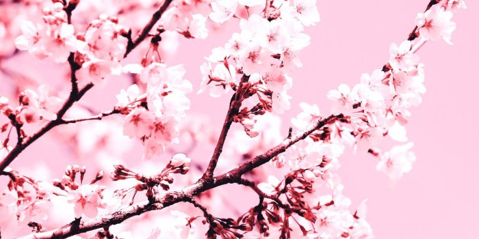 1254x2508 Cherry blossom wallpaper aesthetic