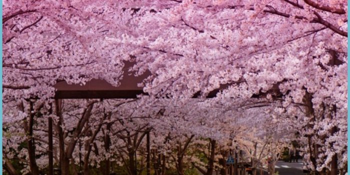 1047x1862 Cherry Blossom Hintergrundbild - NawPic - Cherry Blossom Wallpaper | Neat