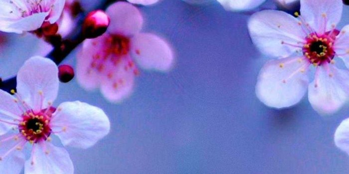 1080x1920 Cherry Blossom Wallpaper - NawPic